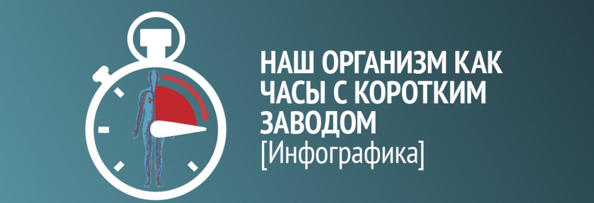 Инфографика: наш организм как часы с коротким заводом